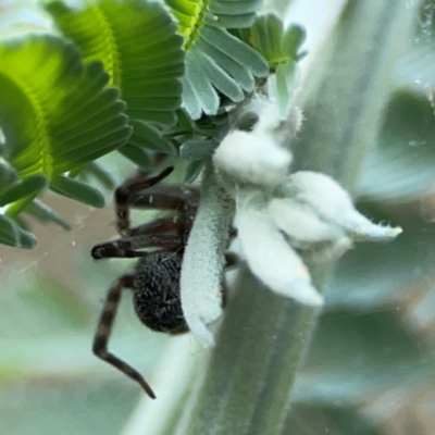 Badumna sp. (genus) (Lattice-web spider) at Mount Ainslie - 13 Mar 2024 by Hejor1