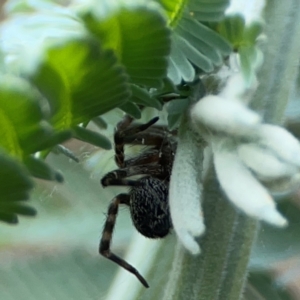 Badumna sp. (genus) at Mount Ainslie - 13 Mar 2024