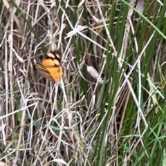 Heteronympha merope (Common Brown Butterfly) at Mount Ainslie - 13 Mar 2024 by Hejor1