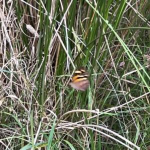 Heteronympha merope at Mount Ainslie - 13 Mar 2024