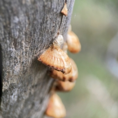 Truncospora ochroleuca at Mount Ainslie - 13 Mar 2024