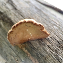 Truncospora ochroleuca at Mount Ainslie - 13 Mar 2024