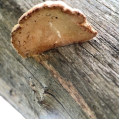 Truncospora ochroleuca at Mount Ainslie - 13 Mar 2024