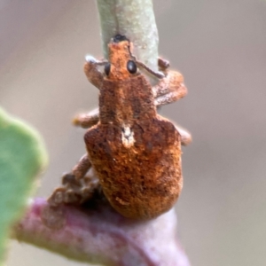 Gonipterus sp. (genus) at Mount Ainslie - 13 Mar 2024