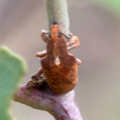 Gonipterus sp. (genus) at Mount Ainslie - 13 Mar 2024