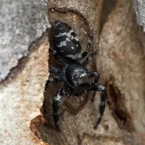 Sandalodes superbus at Mount Ainslie - 13 Mar 2024 04:19 PM