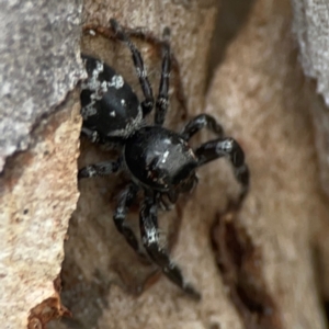 Sandalodes superbus at Mount Ainslie - 13 Mar 2024 04:19 PM