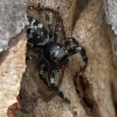 Sandalodes superbus at Mount Ainslie - 13 Mar 2024 04:19 PM