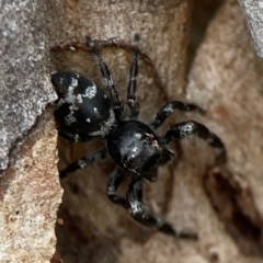 Sandalodes superbus at Mount Ainslie - 13 Mar 2024 04:19 PM