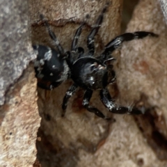 Sandalodes superbus at Mount Ainslie - 13 Mar 2024 04:19 PM