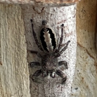 Sandalodes superbus (Ludicra Jumping Spider) at Mount Ainslie - 13 Mar 2024 by Hejor1