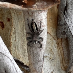 Sandalodes superbus at Mount Ainslie - 13 Mar 2024