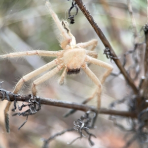 Sparassidae (family) at Mount Ainslie - 13 Mar 2024 04:13 PM