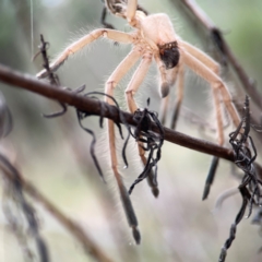 Sparassidae (family) at Mount Ainslie - 13 Mar 2024 04:13 PM