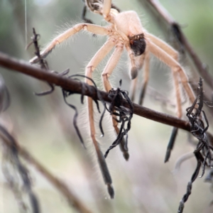 Sparassidae (family) at Mount Ainslie - 13 Mar 2024 04:13 PM