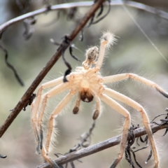 Sparassidae (family) at Mount Ainslie - 13 Mar 2024 04:13 PM