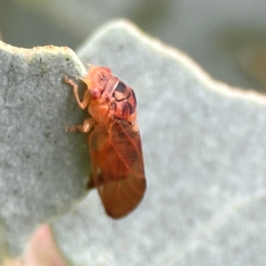 Psyllidae sp. (family) at Mount Ainslie - 13 Mar 2024