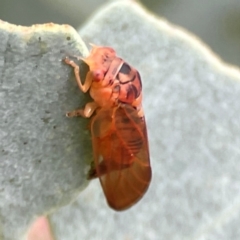 Psyllidae sp. (family) at Mount Ainslie - 13 Mar 2024