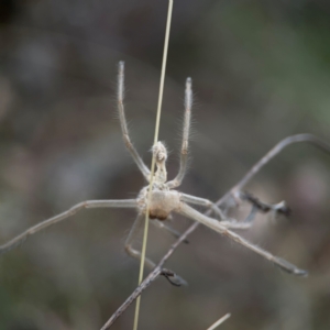 Sparassidae (family) at Mount Ainslie - 13 Mar 2024