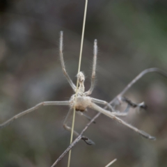 Sparassidae (family) (A Huntsman Spider) at Mount Ainslie - 13 Mar 2024 by Hejor1