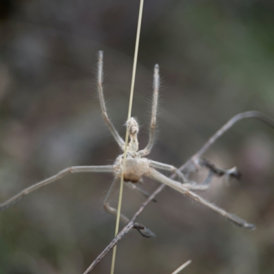 Sparassidae (family) (A Huntsman Spider) at Mount Ainslie - 13 Mar 2024 by Hejor1