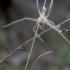 Sparassidae (family) at Mount Ainslie - 13 Mar 2024