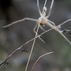 Sparassidae (family) at Mount Ainslie - 13 Mar 2024 04:07 PM