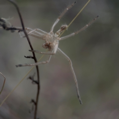 Sparassidae (family) at Mount Ainslie - 13 Mar 2024