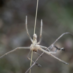 Sparassidae (family) at Mount Ainslie - 13 Mar 2024