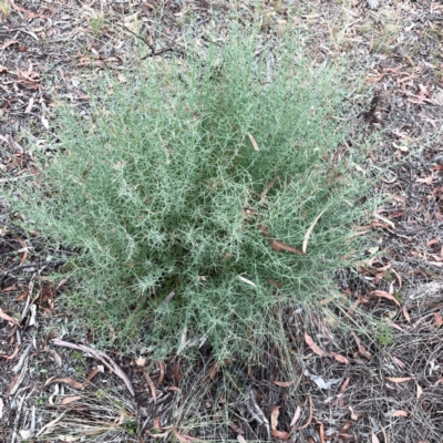 Daviesia genistifolia (Broom Bitter Pea) at Mount Ainslie - 13 Mar 2024 by Hejor1
