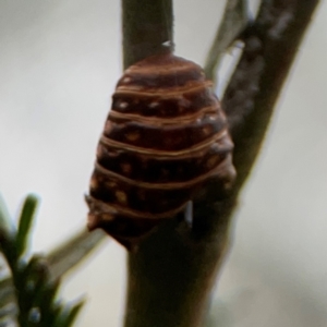 Jalmenus sp. (genus) at Mount Ainslie - 13 Mar 2024