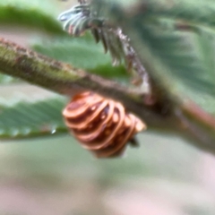 Jalmenus sp. (genus) at Mount Ainslie - 13 Mar 2024