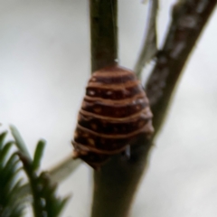 Jalmenus sp. (genus) at Mount Ainslie - 13 Mar 2024