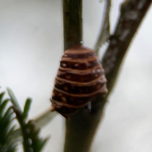 Jalmenus sp. (genus) at Mount Ainslie - 13 Mar 2024