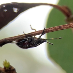 Asopinae sp. (Subfamily) at Mount Ainslie - 13 Mar 2024