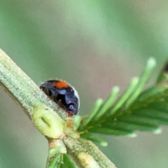 Diomus notescens (Little two-spotted ladybird) at Mount Ainslie - 13 Mar 2024 by Hejor1