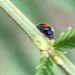 Diomus notescens at Mount Ainslie - 13 Mar 2024