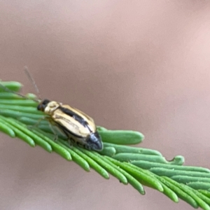 Monolepta froggatti at Mount Ainslie - 13 Mar 2024