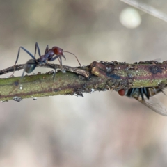 Iridomyrmex purpureus (Meat Ant) at Mount Ainslie - 13 Mar 2024 by Hejor1
