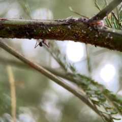 Iridomyrmex purpureus at Mount Ainslie - 13 Mar 2024