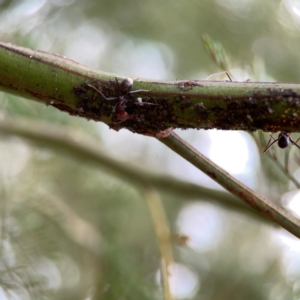 Iridomyrmex purpureus at Mount Ainslie - 13 Mar 2024