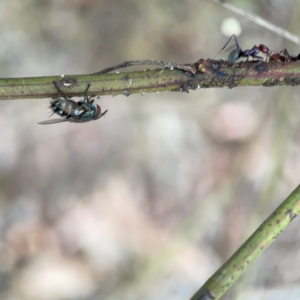 Tachinidae (family) at Mount Ainslie - 13 Mar 2024 03:56 PM