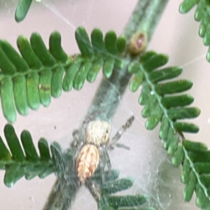 Opisthoncus sp. (genus) at Mount Ainslie - 13 Mar 2024