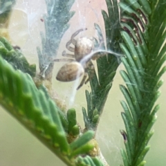 Opisthoncus sp. (genus) at Mount Ainslie - 13 Mar 2024