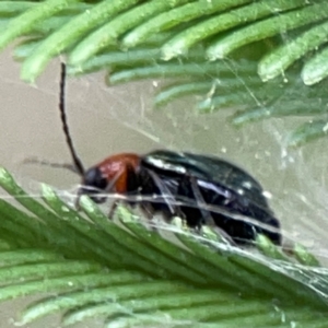 Adoxia benallae at Mount Ainslie - 13 Mar 2024