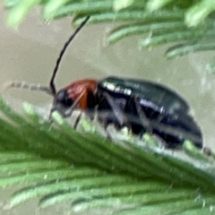 Adoxia benallae at Mount Ainslie - 13 Mar 2024