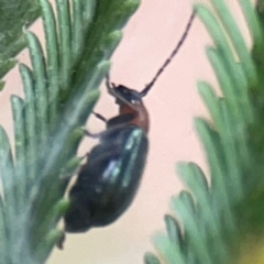 Adoxia benallae at Mount Ainslie - 13 Mar 2024