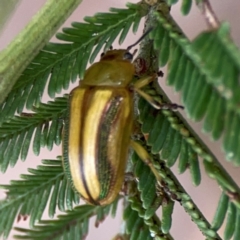 Calomela juncta (Leaf beetle) at Mount Ainslie - 13 Mar 2024 by Hejor1