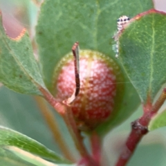 Paropsisterna fastidiosa (Eucalyptus leaf beetle) at Mount Ainslie - 13 Mar 2024 by Hejor1