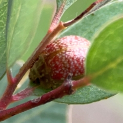 Paropsisterna fastidiosa at Mount Ainslie - 13 Mar 2024